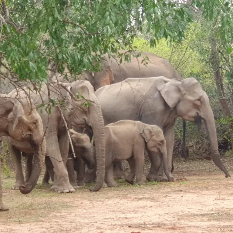 7 Day Sri Lanka Private Tour – Sigiriya, Kandy, Ella, Safari & Galle